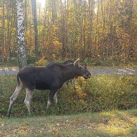 Skog Fegen Naera Ullared Villa Kültér fotó