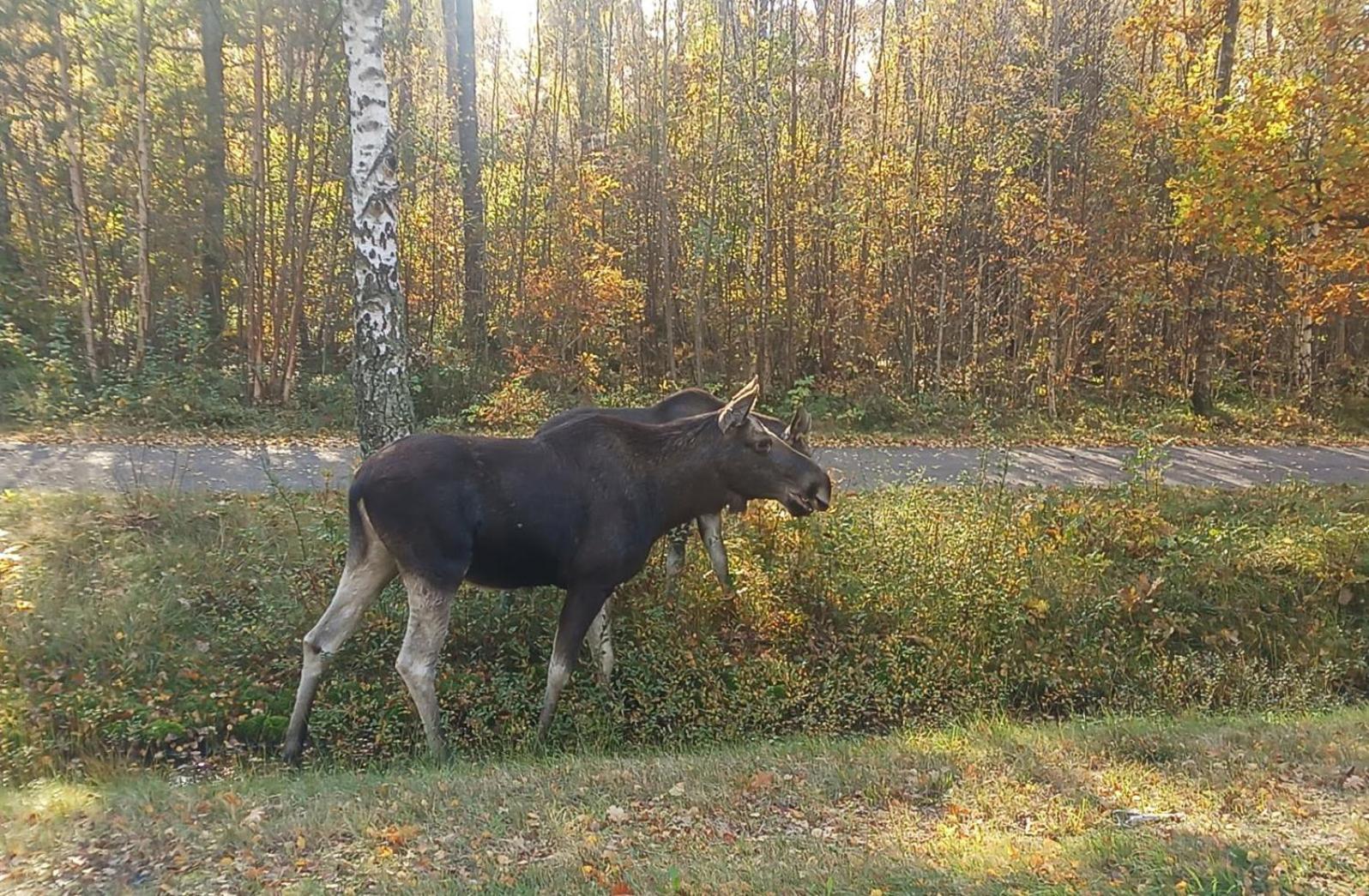 Skog Fegen Naera Ullared Villa Kültér fotó
